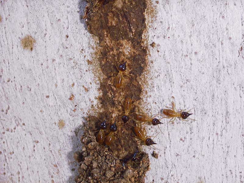 Cathedral Termite